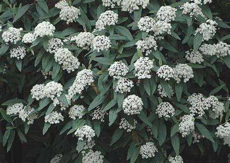 Viburnum rhytidophyllum | Landscape Plants | Oregon State University