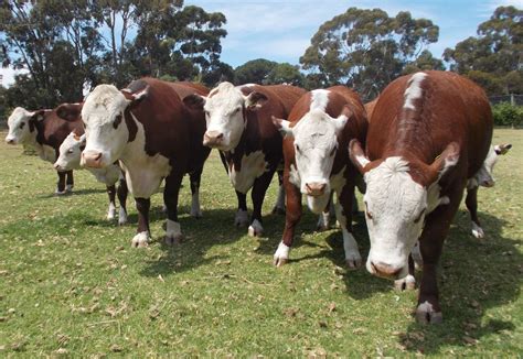 Australian Beef Brahman Brangus Angus Hereford