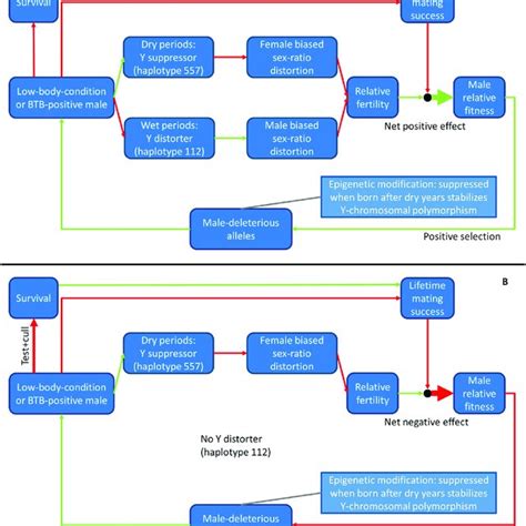 Mechanism Underlying Sex Ratio Distortion And Selection Of