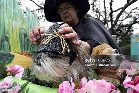 Krewe Of Barkus Mardi Gras Photos and Premium High Res Pictures - Getty ...