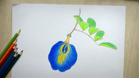 Blue Butterfly Pea Drawing Clitoria Ternatea How To Draw Flowers