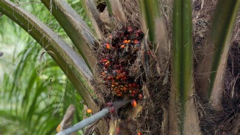 Harvesting Oil Palm Fruit Stock Video Video Of African 306349141