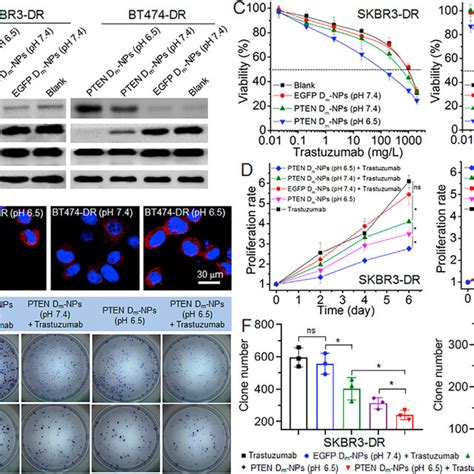 A Western Blot Analysis Of Pten Total Akt And P Akt Expression In