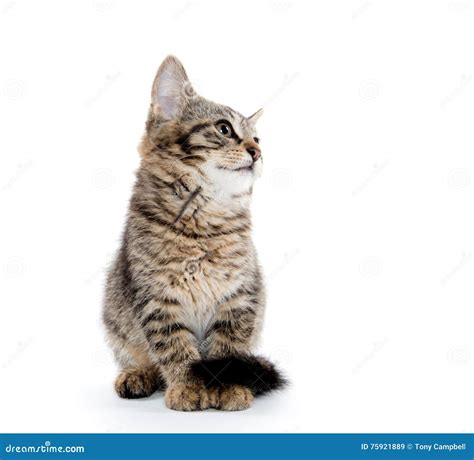 Gato Malhado Bonito Isolado No Branco Imagem De Stock Imagem De Beb