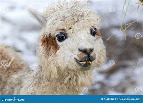 Portrait Of A Cute Alpaca Munching On Hay Beautiful Llama Farm Animal