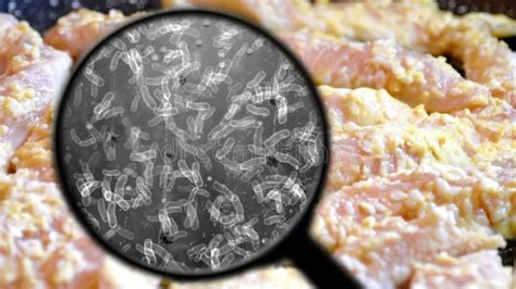 Searching For Bacteria In Chicken Meat Stock Photo Image Of Bacterium