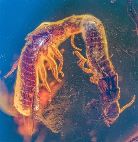 Courtship Cut Short For Termites Trapped In Million Year Old Amber