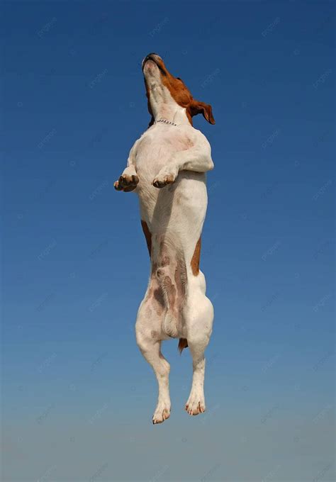 Jumping Jack Russel Terrier Sport Male Happy Photo Background And