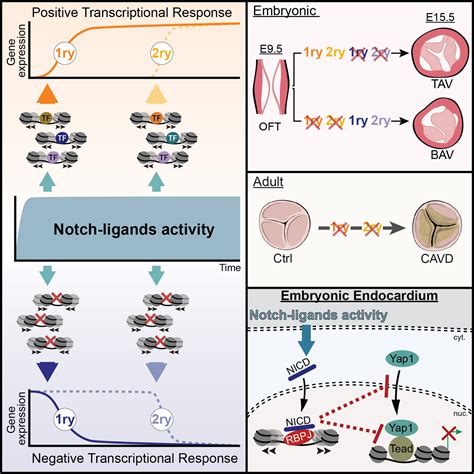 Cooperative Response To Endocardial Notch Reveals Interaction With