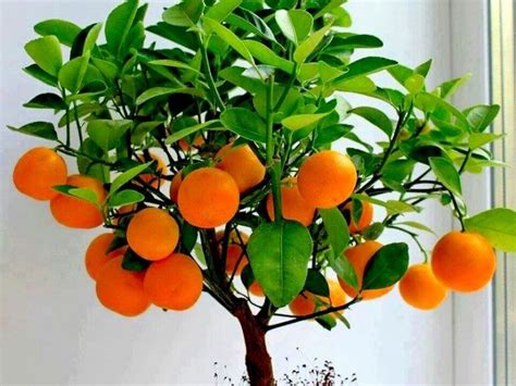 Árbol de Naranja Nombre científico características cuidados y más