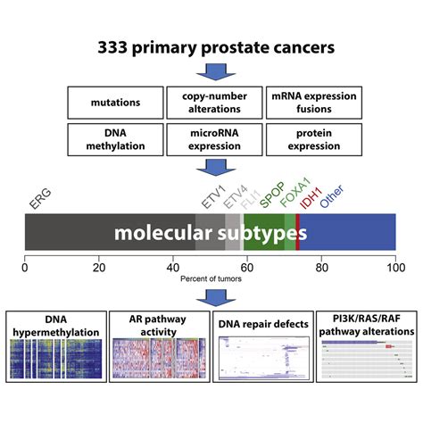 The Molecular Taxonomy Of Primary Prostate Cancer Cell