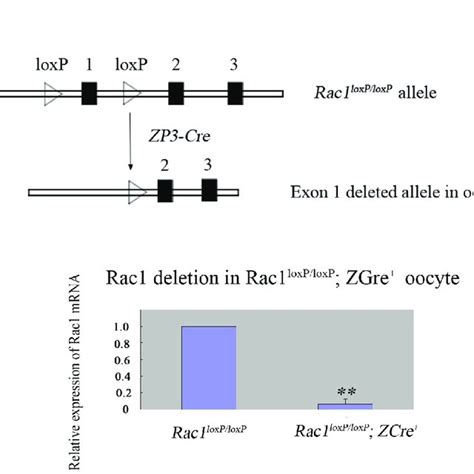 Specific Deletion Of Rac1 In Mouse Oocyte A Schematic Representation Download Scientific