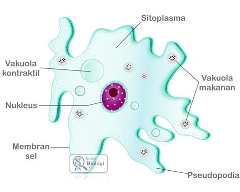 Gambar Struktur Amoeba Rhizopoda Gambar Struktural Membran Sel Biologi