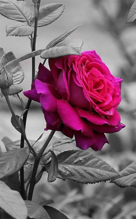 Flower Rose Wallpaper Hd Nature | Flower Wallpaper