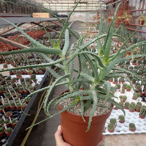 Aloe Arborescens