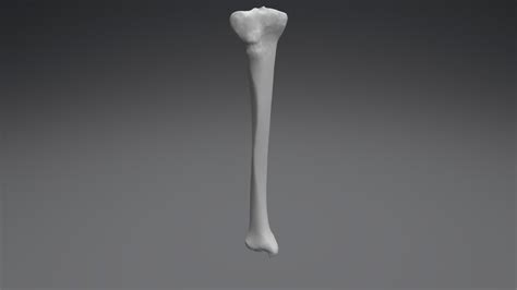 Tibia Derecha 3d Model By Clínica 3d Clinica3d 25f9f18 Sketchfab