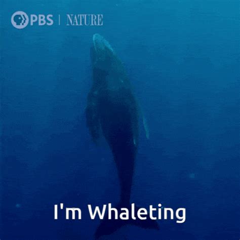 Waiting Whale Waiting Whale Whaleting Discover Share Gifs