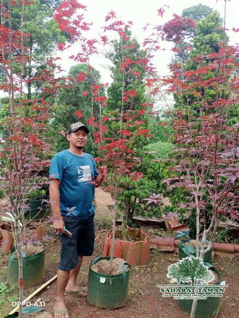 Jual Pohon Japanese Red Maple Harga Murah Sahabat Taman