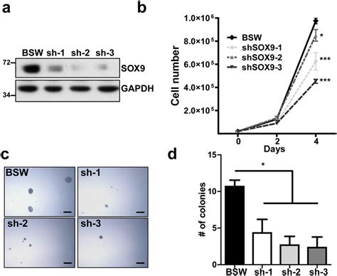 SOX9 Knockdown Inhibits Proliferative And Colony Forming Properties Of