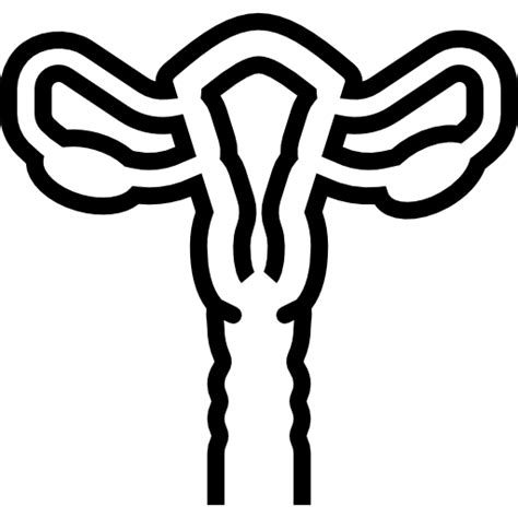 Ovaries Uterus Medical Female Organs Anatomy Reproductive System