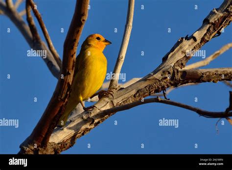 Safranammer Saffron Finch Sicalis Flaveola Curacao Stock Photo Alamy