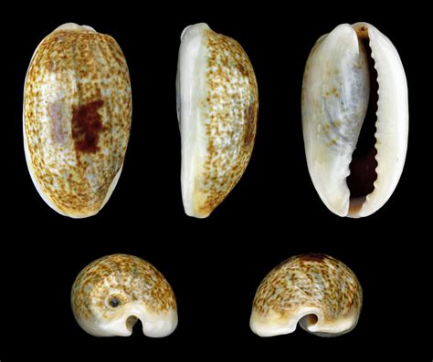 Erroneous Cowry Reefblitz 2015 Rowes Bay Common Mollusc Species