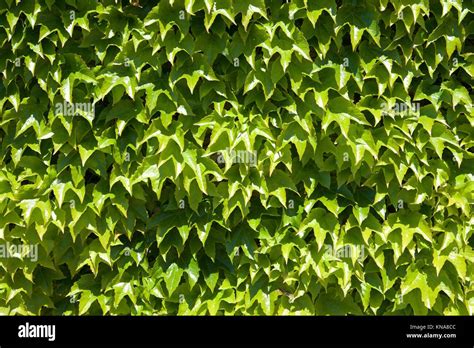 Ivy Wall High Resolution Hi Res Stock Photography And Images Alamy