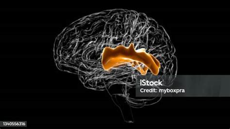 Brain Posterior Part Of Right Superior Temporal Gyrus Anatomy For ...