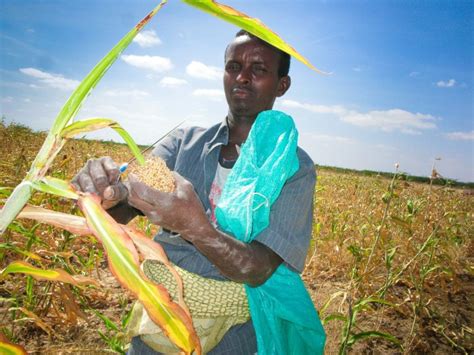 Somalia Towards Self Reliance With Farming Cooperatives Icrc