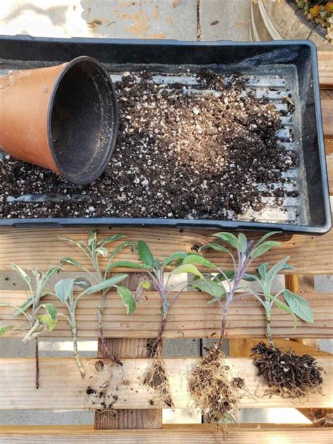 How To Propagate Grow Sage Cuttings In Water Or Soil Homestead And