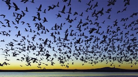 9 Astounding Facts About Bird Migration