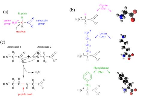 A Components Of An Amino Acid C Central Carbon Atom H Hydrogen