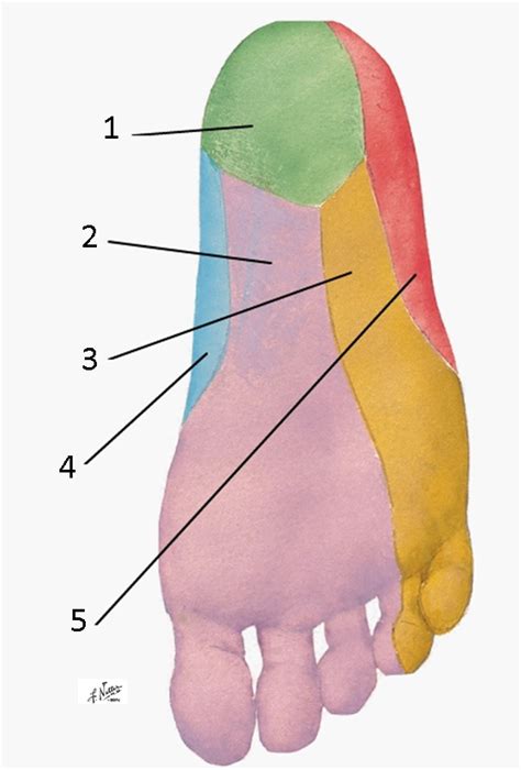 Sensory Supply Of The Sole Of The Foot Diagram Quizlet