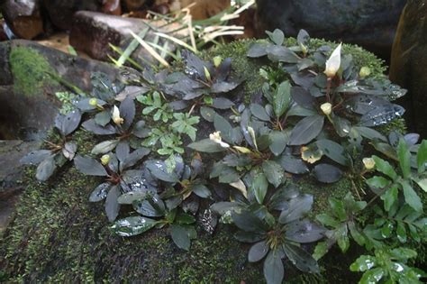 Bucephalandra sp Mahakam hulu 2016年11月画像 東南亜泥炭会 TEAM BORNEO