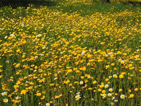 Freshness Plant Flowers Abundance Mallorca Flowering Plant