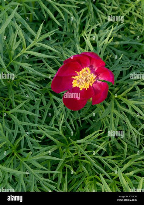 Fern Leaf Peony Paeonia Tenuifolia Stock Photo Alamy