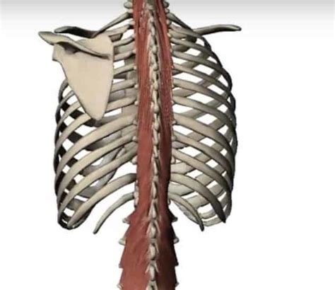 5 Multifidus Exercises for a Strong & Stable Lumbar Spine | PrecisionMovement.coach