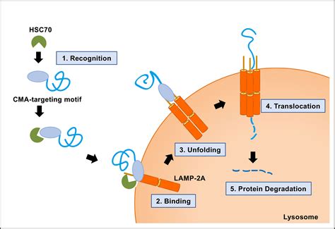 Frontiers The Role Of Chaperone Mediated Autophagy In Hepatitis C