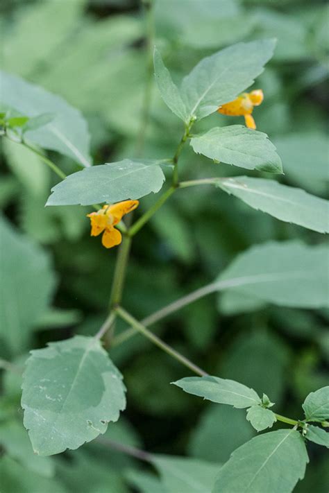 Jewelweed, A Story - Herbal Academy blog