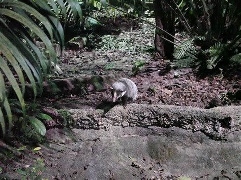 Singapore — Singapore Zoo Night Safari, Singapore | by Nick’s Wanderings | Sep, 2022 | Medium