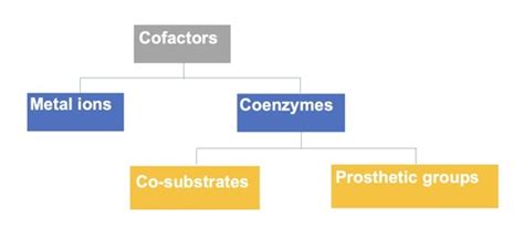 31. The Roles of ATP in living cells & the mechanisms of production of ...