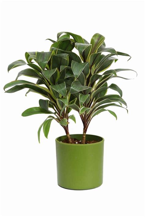 Order Cordyline Indoor Plant & Green Fibre Pot Online, Buy and Send Cordyline Indoor Plant ...