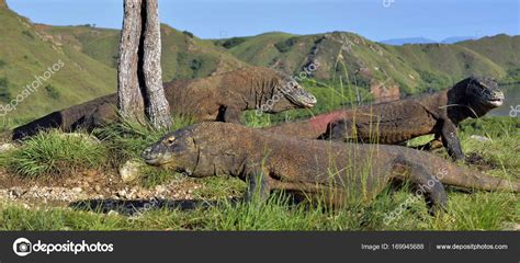 Komodo Dragon Habitat Map