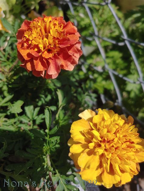 French Marigold Seeds Strawberry Blonde Tagetes Patula Etsy