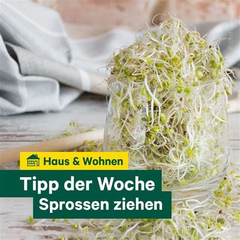 Unser Tipp Der Woche Keimsprossen Ziehen Mehr F R Deinen Extra