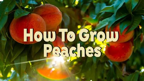 How To Grow Peaches Easy Steps For Beginners