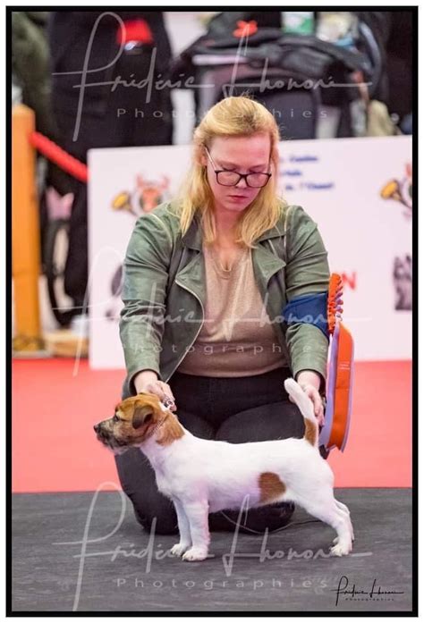 Jack Russell Terrier Elevage Du Mas Ensoleillé