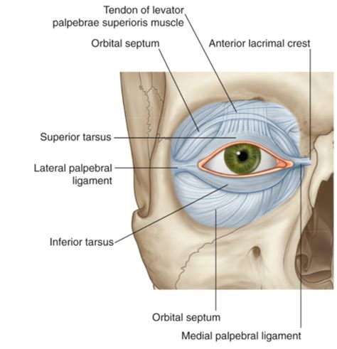 Lecture 13 Orbit Ear Anatomy Flashcards Quizlet