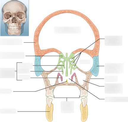 Major Skull Cavities Diagram Quizlet