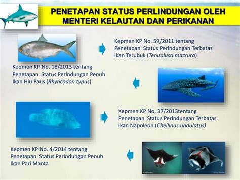 Program Prioritas Konservasi Jenis Ikan 2015 2019 PPT